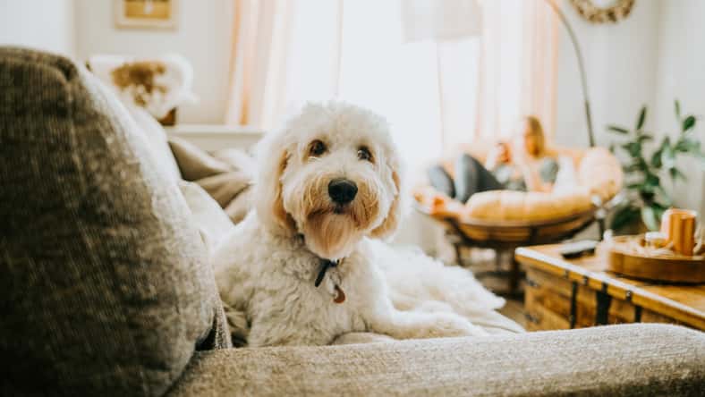MeganBetteridge - stock.adobe.com- illustrative purposes only, not the actual dog