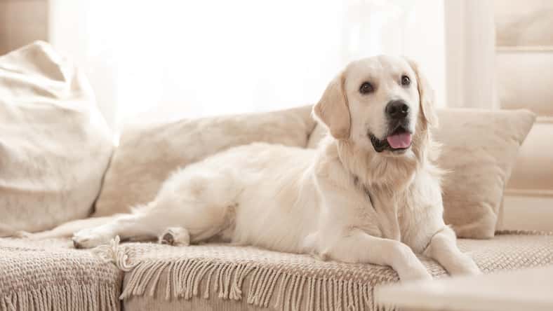 Rithor - stock.adobe.com- illustrative purposes only, not the actual dog