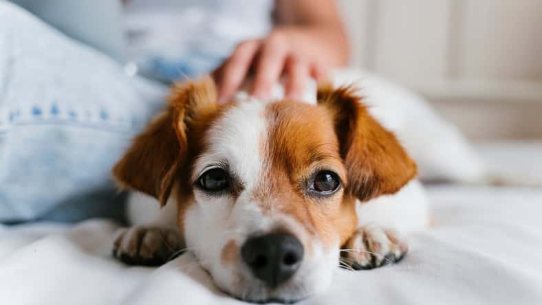 Eva - stock.adobe.com- illustrative purposes only, not the actual person or dog