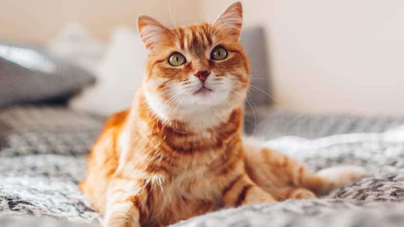 maryviolet - stock.adobe.com- illustrative purposes only, not the actual cat