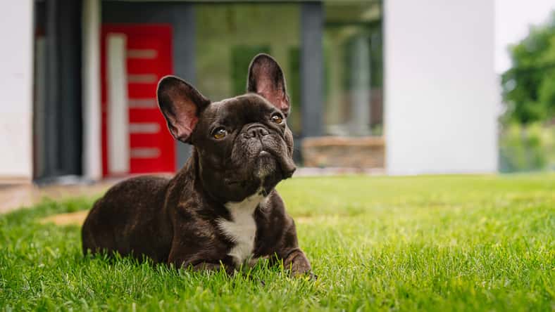 adrianad - stock.adobe.com- illustrative purposes only, not the actual dog