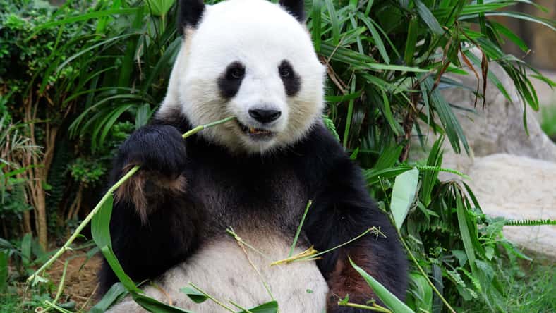 leungchopan - stock.adobe.com- illustrative purposes only