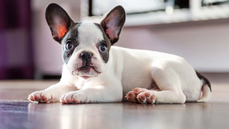 Patryk Kosmider - stock.adobe.com- illustrative purposes only, not the actual dog