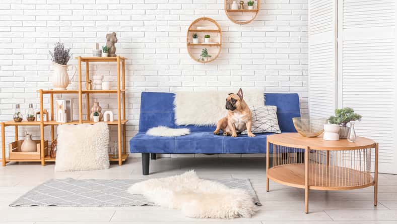 Pixel-Shot - stock.adobe.com- illustrative purposes only, not the actual dog