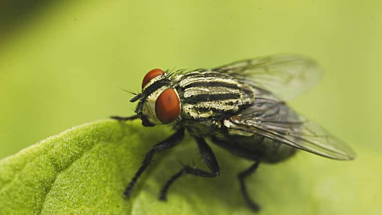 Photo 452856 © Wong Sei hoo - Dreamstime.com - illustrative purposes only, not the actual insect