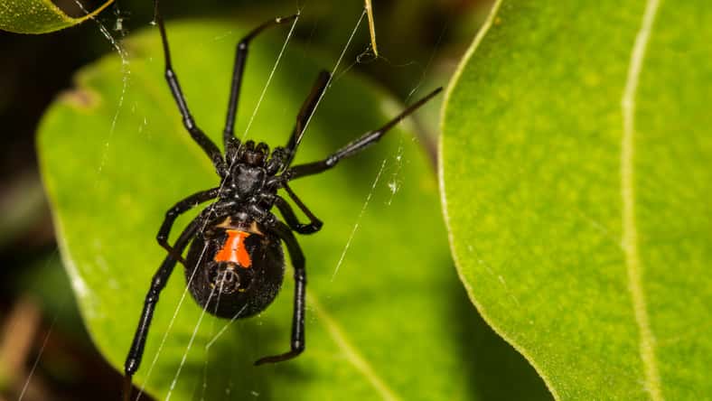 ondreicka - stock.adobe.com - illustrative purposes only, not the actual black widow