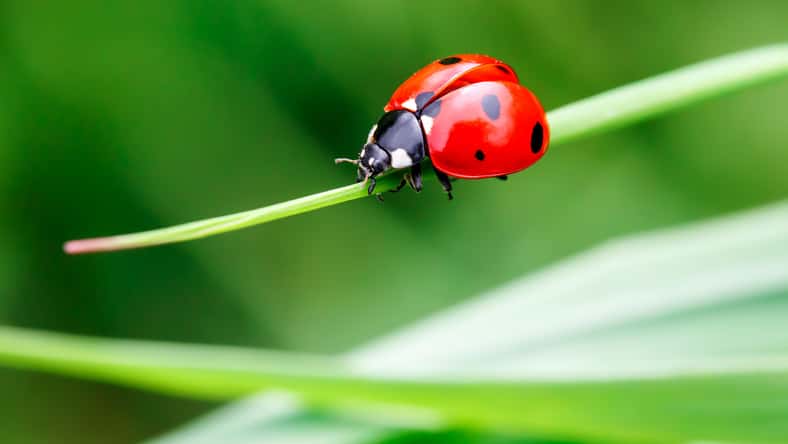 Visual Intermezzo - stock.adobe.com - illustrative purposes only, not the actual ladybug