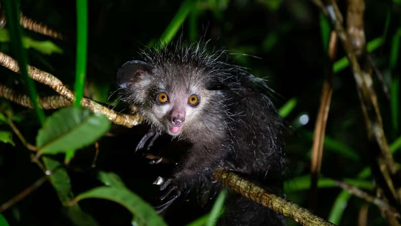 Cavan - stock.adobe.com - illustrative purposes only, not the actual aye-aye