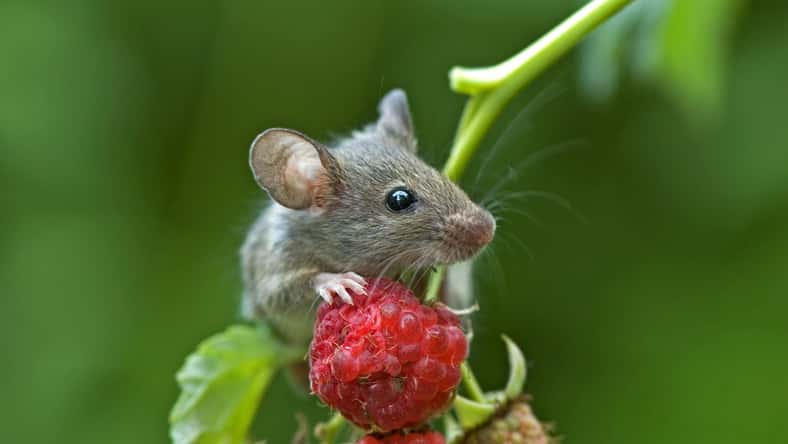 Photo 22750755 © Kyslynskyy - Dreamstime.com - illustrative purposes only, not the actual mouse