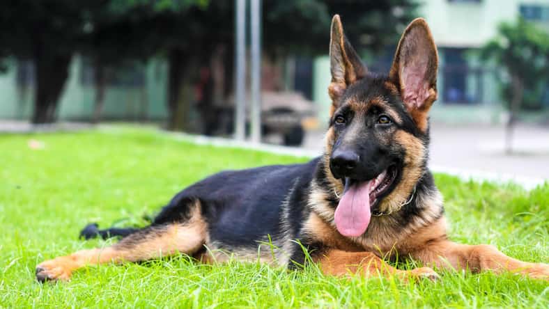 Photo 28817961 © Oceanlau - Dreamstime.com - illustrative purposes only, not the actual dog