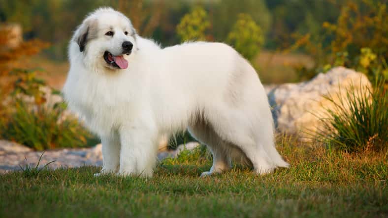 Photo 7045194 © Sunheyy - Dreamstime.com - illustrative purposes only, not the actual dog