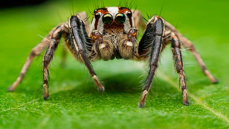 praderm - stock.adobe.com - illustrative purposes only, not the actual spider