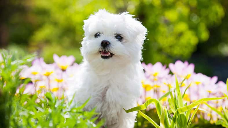 lenkadan - stock.adobe.com - illustrative purposes only, not the actual dog
