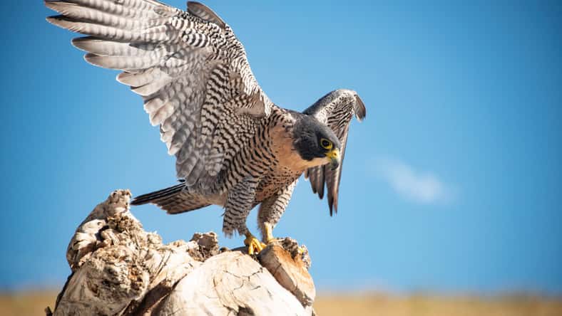 gevans - stock.adobe.com - illustrative purposes only, not the actual bird