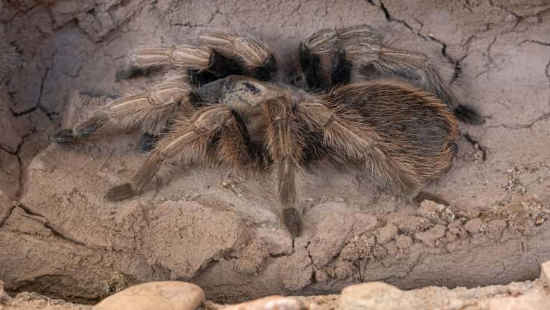 J.A. - stock.adobe.com - illustrative purposes only, not the actual tarantula