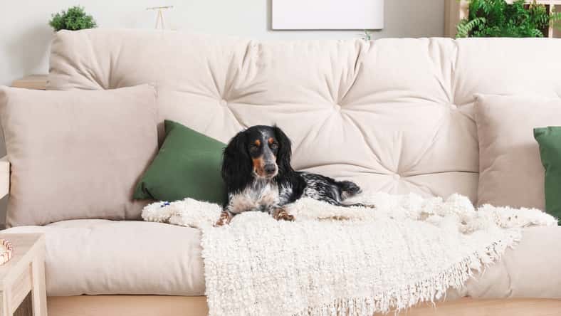 Pixel-Shot - stock.adobe.com - illustrative purposes only, not the actual dog