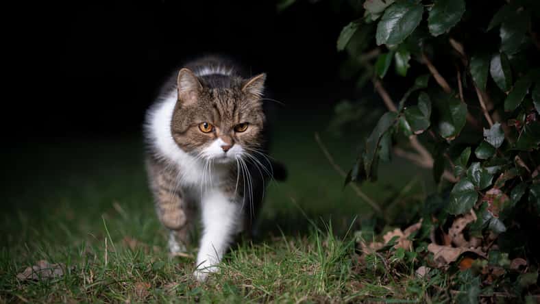 FurryFritz - stock.adobe.com - illustrative purposes only, not the actual cat