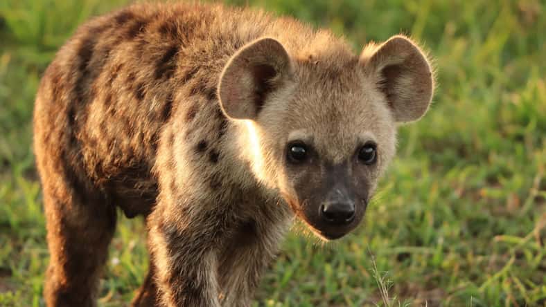 Marie - stock.adobe.com - illustrative purposes only, not the actual hyena