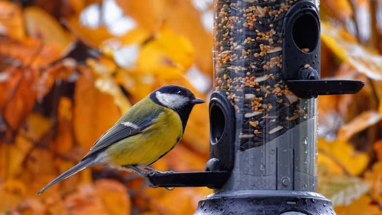 Hajakely - stock.adobe.com - illustrative purposes only, not the actual bird