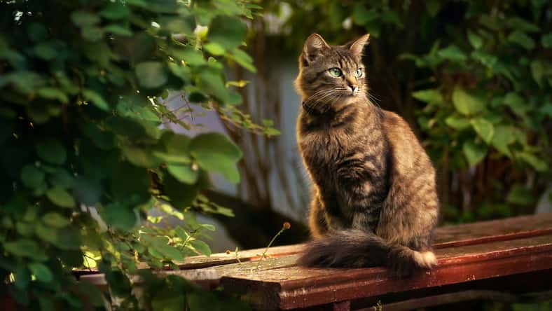 Laura Pashkevich - stock.adobe.com - illustrative purposes only, not the actual cat