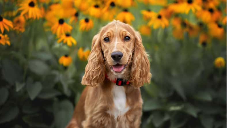 otsphoto - stock.adobe.com - illustrative purposes only, not the actual dog