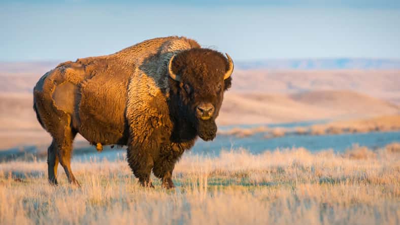 Jillian - stock.adobe.com - illustrative purposes only, not the actual bison