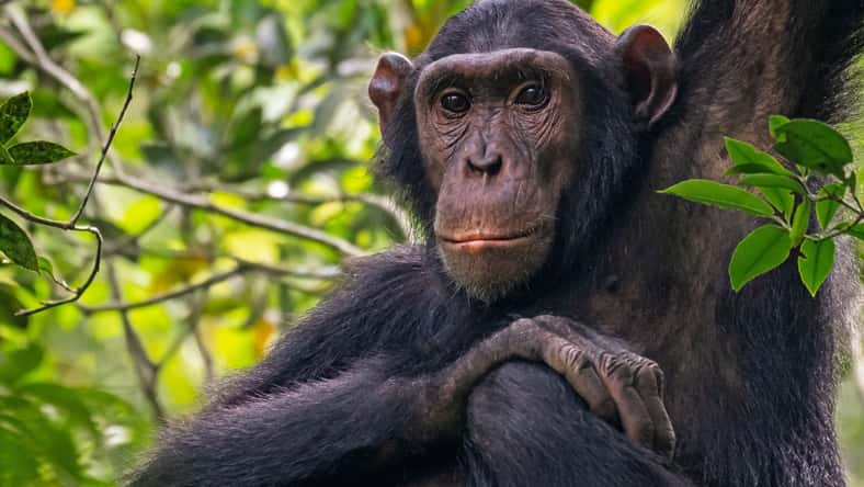 Maxi - stock.adobe.com - illustrative purposes only, not the actual monkey