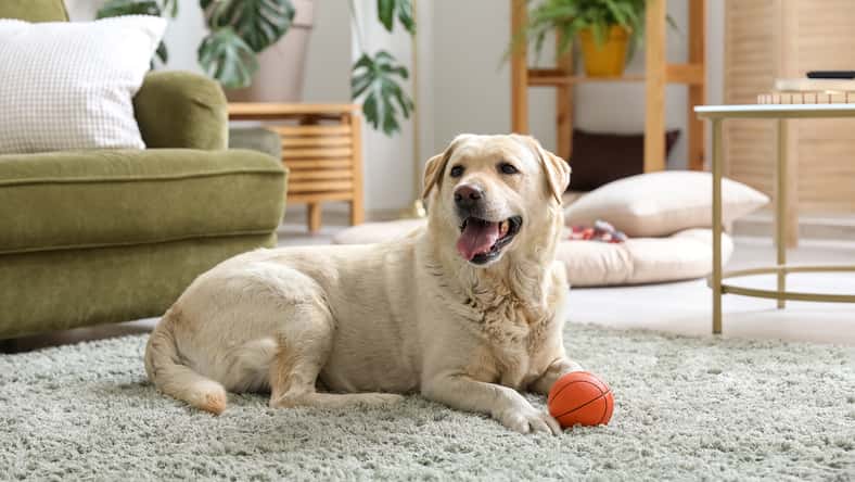 Pixel-Shot - stock.adobe.com - illustrative purposes only, not the actual dog