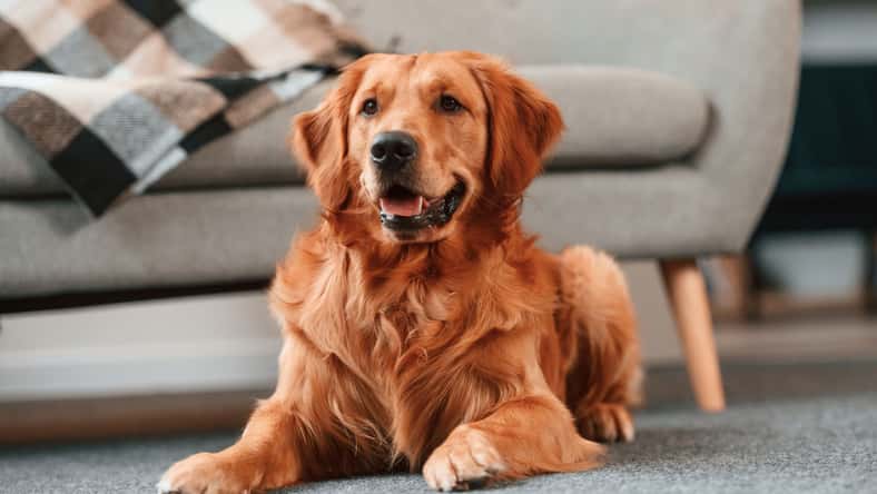 standret - stock.adobe.com - illustrative purposes only, not the actual dog