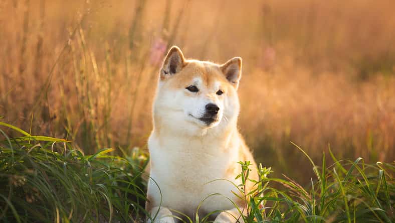 Anastasiia - stock.adobe.com - illustrative purposes only, not the actual dog