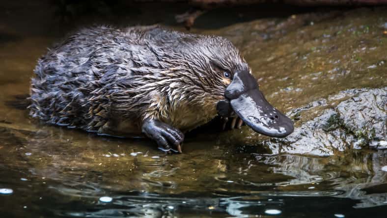 Ash - stock.adobe.com - illustrative purposes only, not the actual platypus