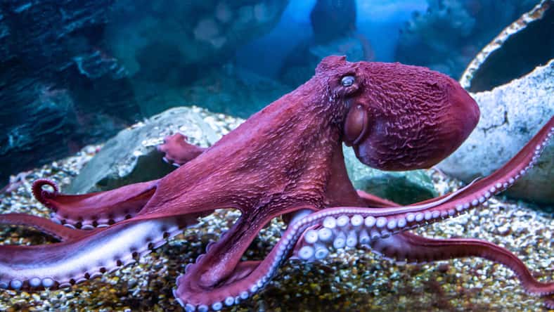 Victor1153 - stock.adobe.com - illustrative purposes only, not the actual octopus