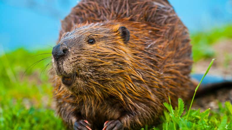 Krzysztof Wiktor - stock.adobe.com - illustrative purposes only, not the actual beaver