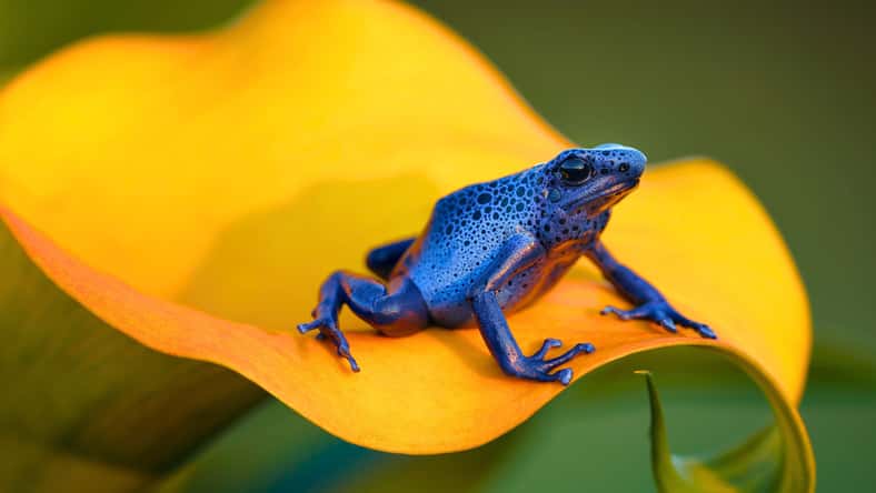 janstria - stock.adobe.com - illustrative purposes only, not the actual frog