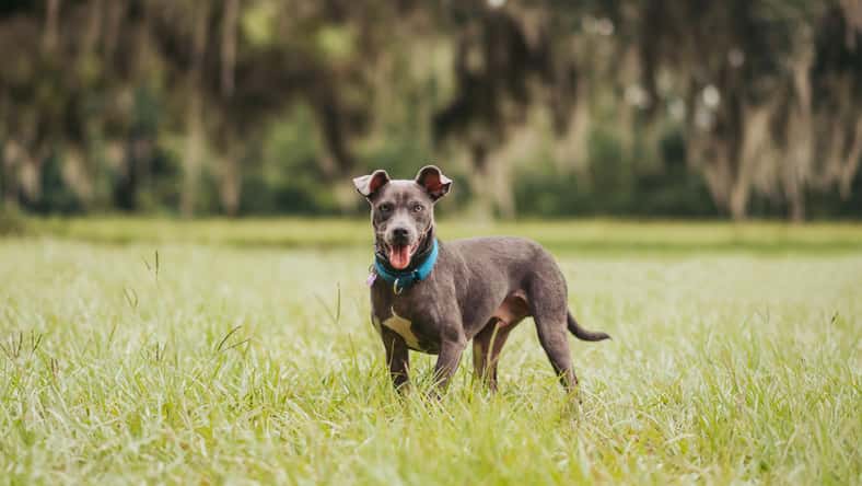 Tanya - stock.adobe.com - illustrative purposes only, not the actual dog