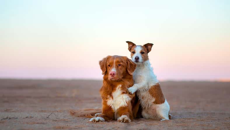 annaav - stock.adobe.com - illustrative purposes only, not the actual dogs