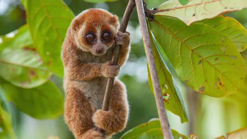abdul gapur dayak - stock.adobe.com - illustrative purposes only, not the actual pygmy slow loris