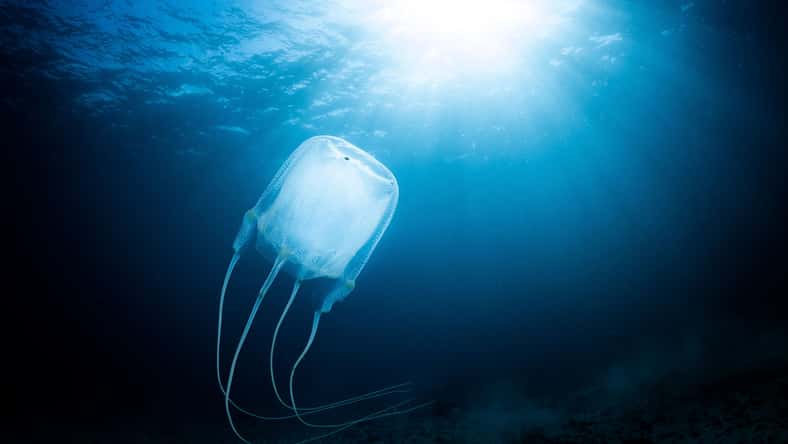 Enrico - stock.adobe.com - illustrative purposes only, not the actual jellyfish
