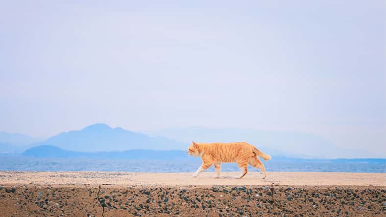 gormakuma - stock.adobe.com - illustrative purposes only, not the actual cat