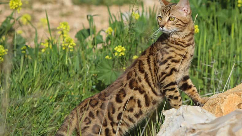 gidon - stock.adobe.com - illustrative purposes only, not the actual cat