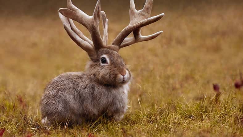 Josh - stock.adobe.com - illustrative purposes only, not the actual jackalope
