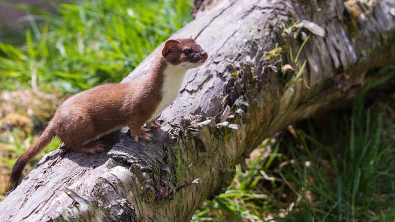 Stephan Morris - stock.adobe.com - illustrative purposes only, not the actual weasel