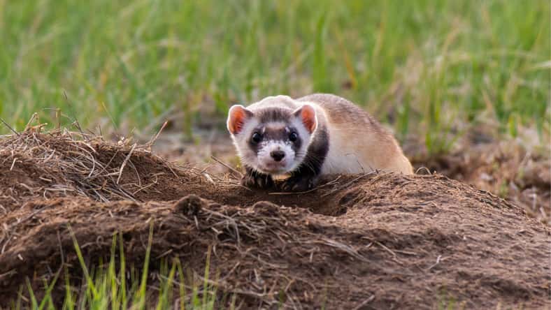 Kerry Hargrove - stock.adobe.com - illustrative purposes only, not the actual ferret