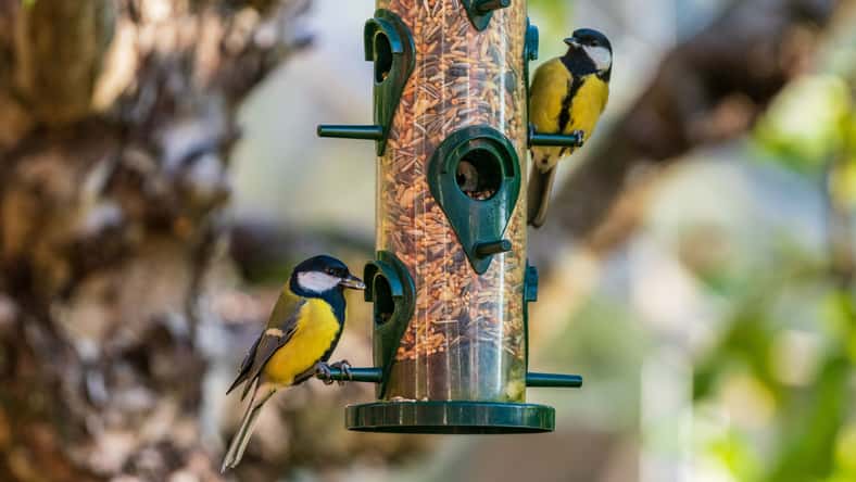 Magnus - stock.adobe.com - illustrative purposes only, not the actual birds