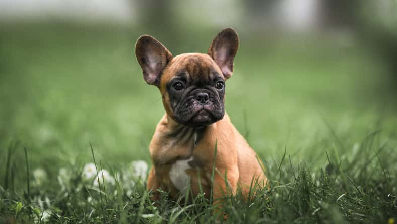 otsphoto - stock.adobe.com - illustrative purposes only, not the actual puppy