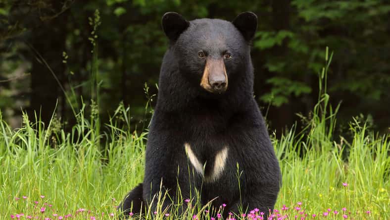 duaneups - stock.adobe.com - illustrative purposes only, not the actual bear