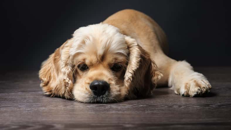 o_lypa - stock.adobe.com - illustrative purposes only, not the actual dog