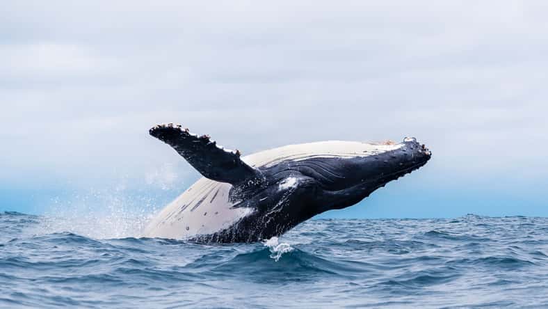 Zien - stock.adobe.com - illustrative purposes only, not the actual whale