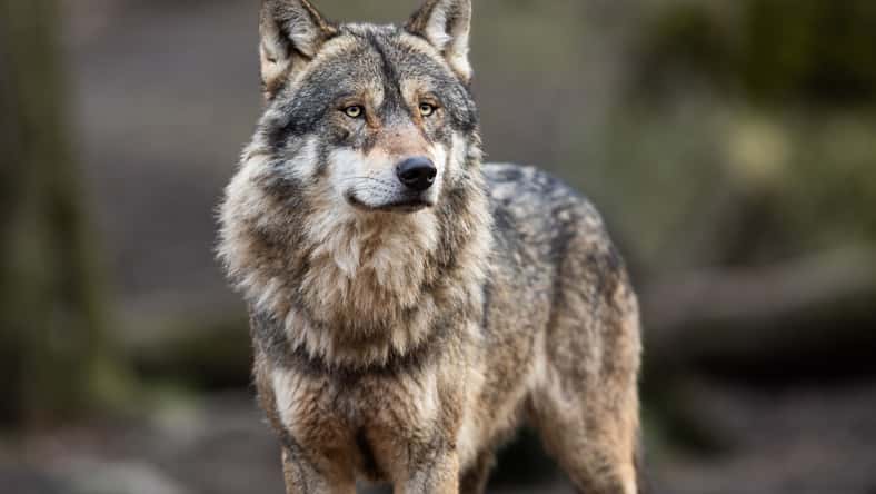 AB Photography - stock.adobe.com - illustrative purposes only, not the actual wolf