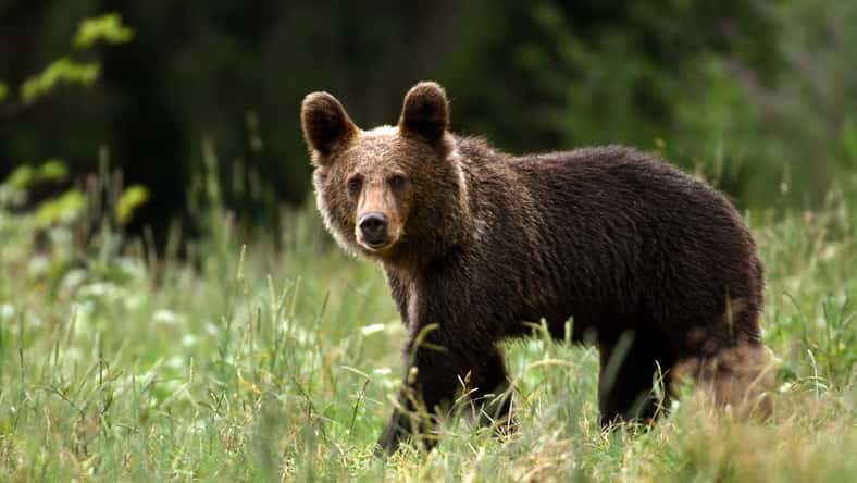 Piotr Krzeslak - stock.adobe.com - illustrative purposes only, not the actual bear
